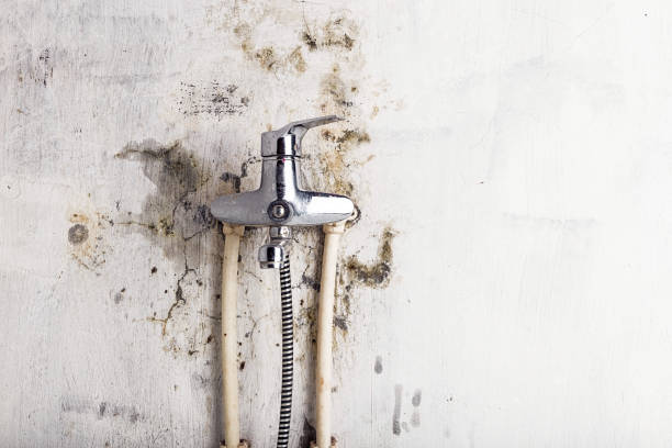 Best DIY Mold Remediation Support Services in Knollwood, IL