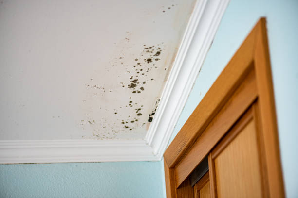 Best Post-Flood Mold Remediation in Knollwood, IL