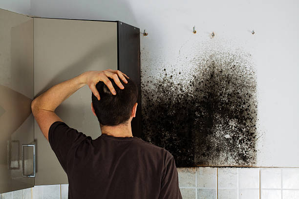 Best Kitchen Mold Remediation in Knollwood, IL